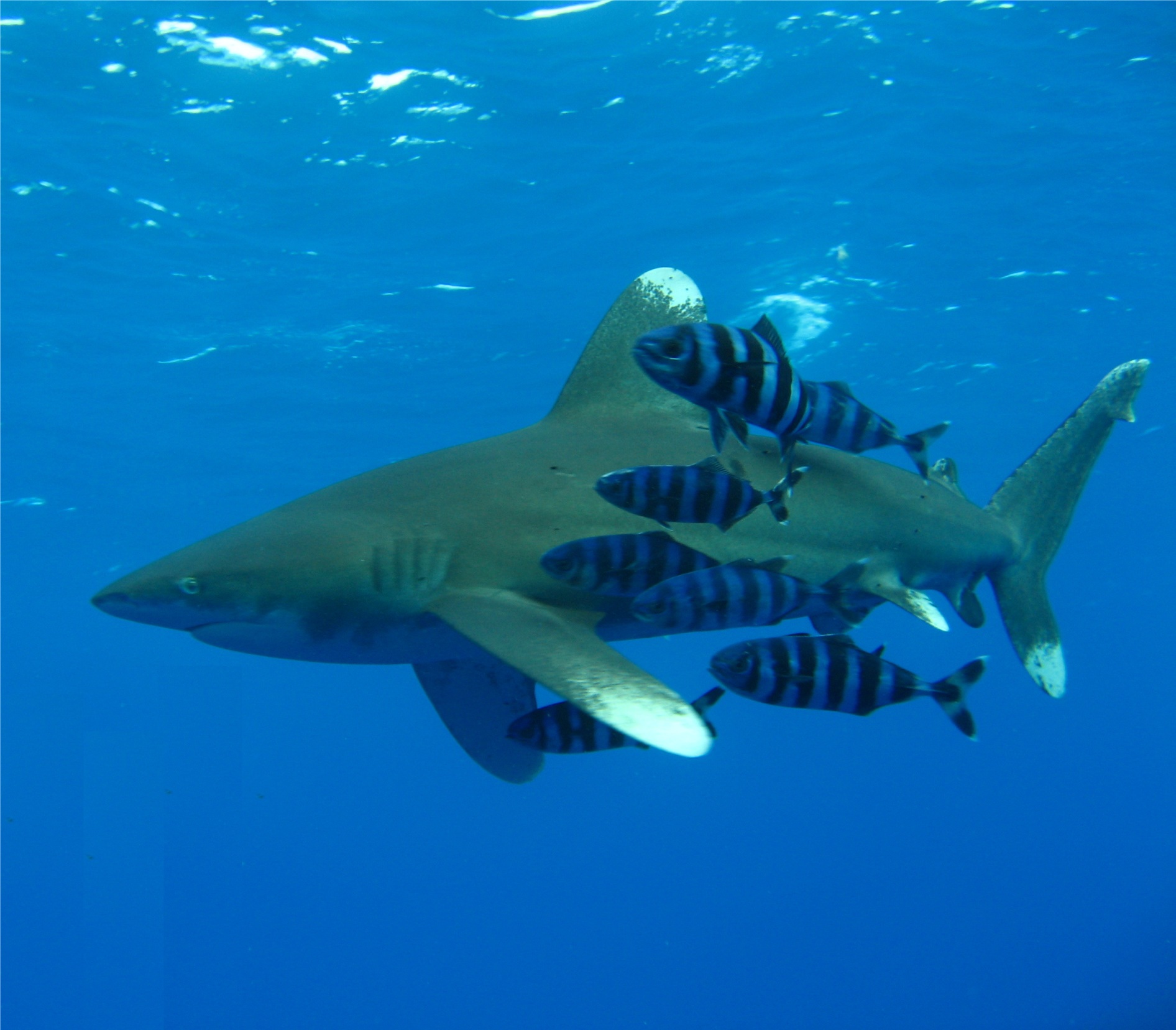 Oceanic whitetip shark in the Red Sea